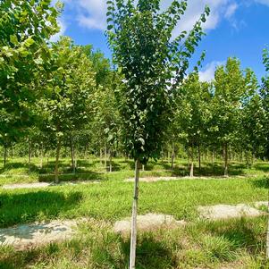 Carpinus caroliniana 'Collynair®'