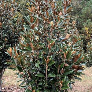 Magnolia grandiflora Alta™