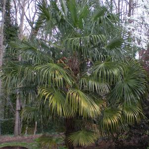 Trachycarpus fortunei Windmill Palm