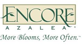 Encore Azaleas Encore Azaleas