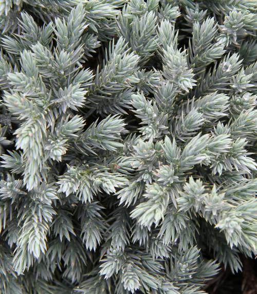 Juniperus squamata 'Blue Star'