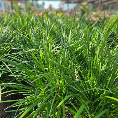 Liriope spicata