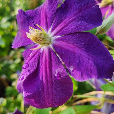 Clematis x 'Jackmanii'