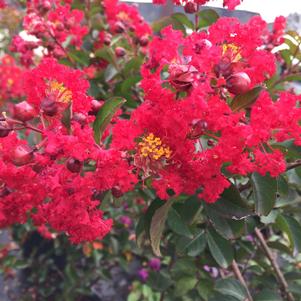 Lagerstroemia Red Rocket®