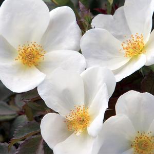 Rosa White Knock Out®