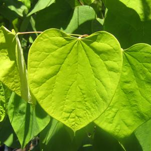 Cercis canadensis Hearts of Gold