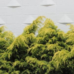 Juniperus chinensis Saybrook Gold