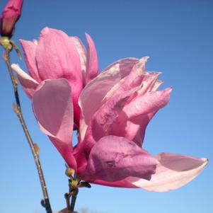 Magnolia x Betty