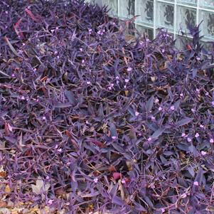 Setcresea purpurea Purple Heart