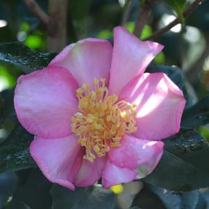 Camellia sasanqua Cleopatra
