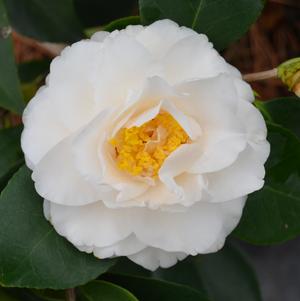 Camellia japonica Victory White