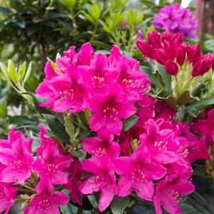 Rhododendron catawbiense Nova Zembla