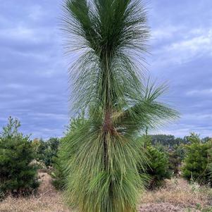 Pinus palustris 