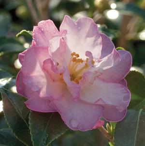 Camellia sasanqua October Magic® Orchid™