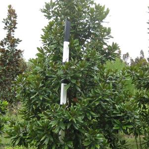 Magnolia grandiflora Carolina Compacta