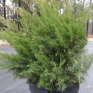 Juniperus chinensis Sea Green