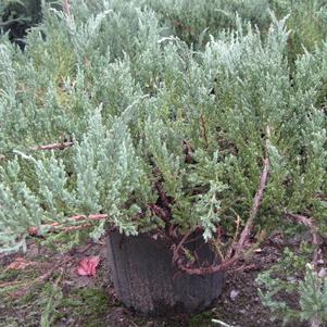 Juniperus chinensis var. sargentii Sargent