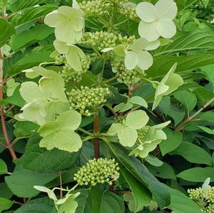Hydrangea paniculata 'Fire and Ice™'