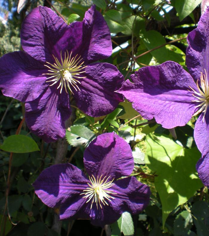 Vine Vine