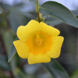 Gelsemium sempervirens 'Margarita'
