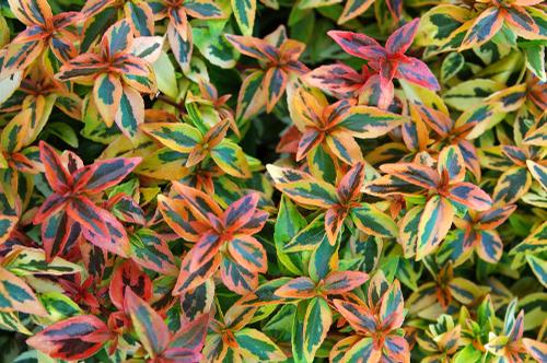 Abelia x grandiflora 'Kaleidoscope'
