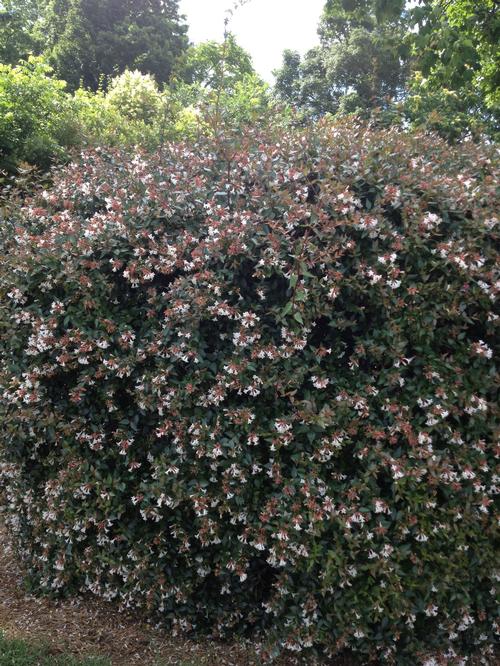 Abelia x grandiflora (Glossy Abelia)