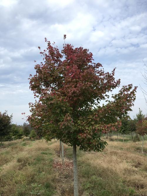 Acer buergerianum (Trident Maple)