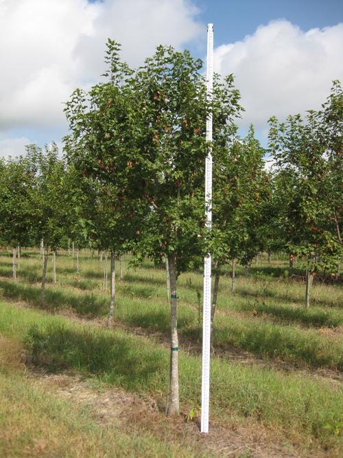 Acer ginnala 'Flame' (Flame Maple)