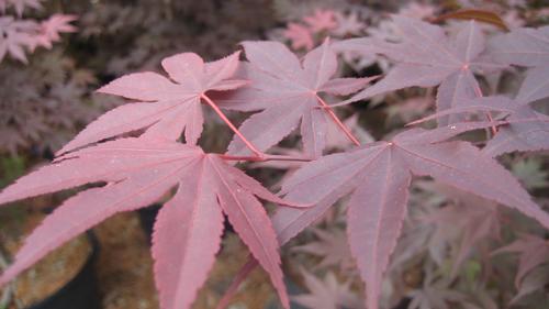 Acer palmatum 'Bloodgood'
