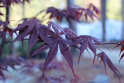 Acer palmatum 'Emperor 1' (Emperor 1 Japanese Maple) 