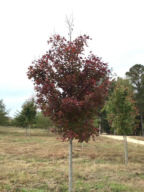 Acer rubrum 'October Glory'
