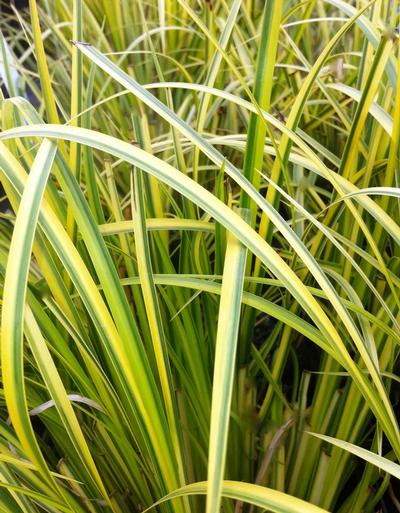 Acorus gramineus 'Ogon'