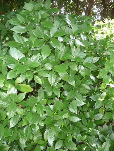 Aucuba japonica 'Rozannie' (Rozannie Aucuba)