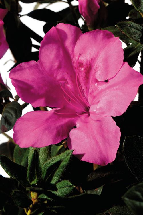 Azalea Encore® Autumn Sangria®