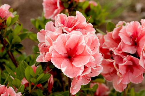 Azalea Encore® Autumn Sunburst®