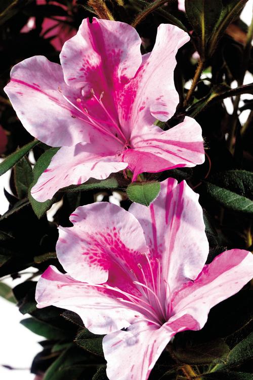 Azalea Encore 'Autumn Twist'™ (Autumn Twist™ Azalea)