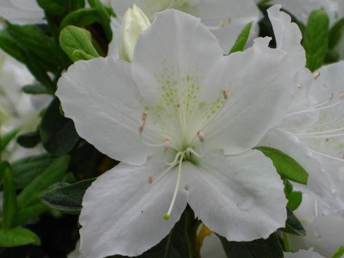 Azalea mucronatum 'Delaware Valley White' (Delaware Valley White Azalea)