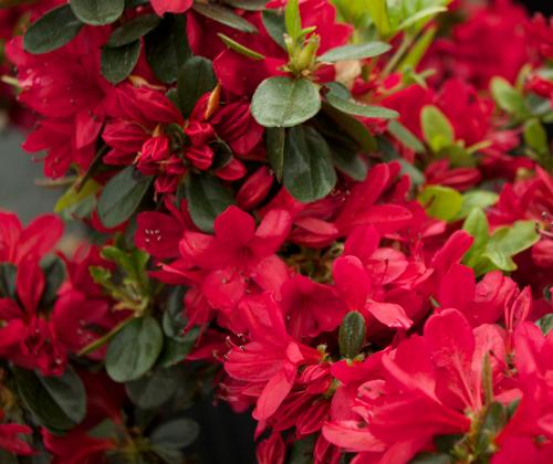 Azalea x carla 'Wolfpack Red' (Wolfpack Red Azalea)