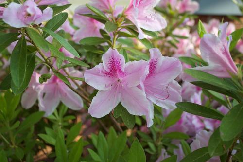 Azalea x indica 'George Tabor' (George Tabor Azalea)