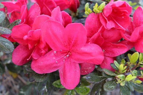 Azalea Mother's Day