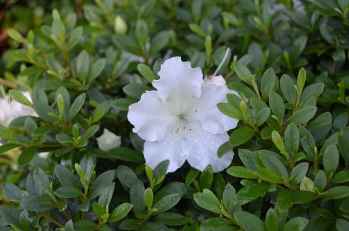 Azalea 'Gumpo White' (Gumpo White Azalea)