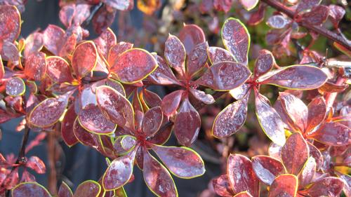 Berberis thunbergii 'Crimson Pygmy' (Crimson Pygmy Barberry)