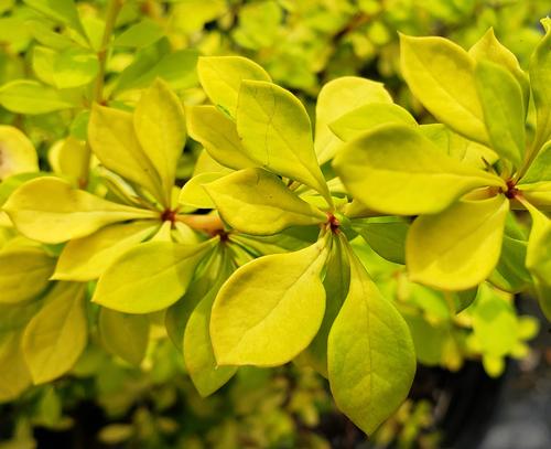 Berberis thunbergii 'Aurea' (Golden Barberry)