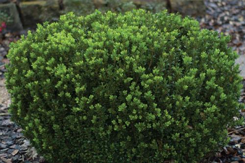 Buxus microphylla 'Baby Gem™'