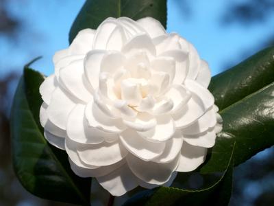 Camellia japonica 'Seafoam' (Seafoam Camellia)