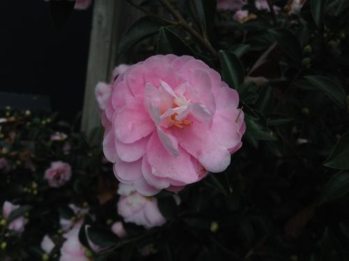 Camellia sasanqua 'Shishi Gashira'
