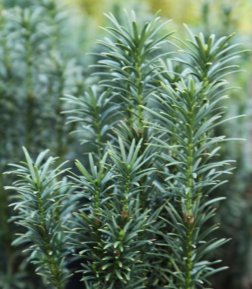Cephalotaxus harringtonia 'Fastigiata'