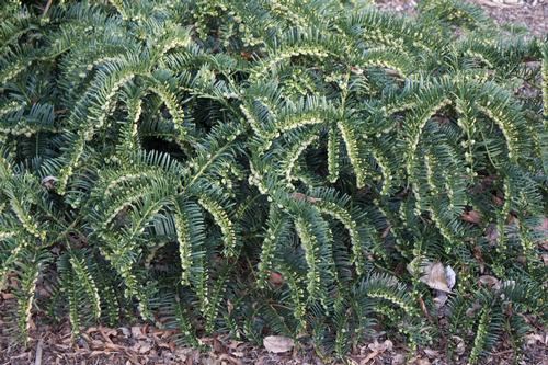 Cephalotaxus harringtonia 'Prostrata'