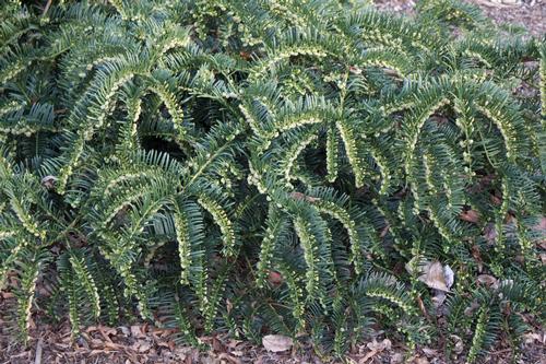 Cephalotaxus harringtonia 'Prostrata' (Prostrate Plum Yew)