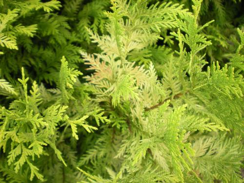 Chamaecyparis obtusa 'Crippsii'